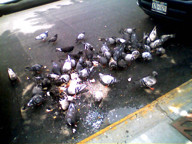 Lost Amongst the Pigeons and the Crumbs