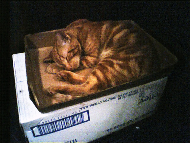Monday Is Cat Week: Box Cat
