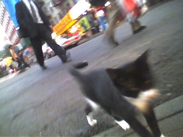 Monday is Cat Week: Chinatown