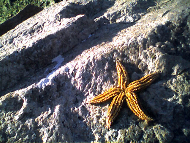 Rhode Trip: We Are All Made Of Starfish